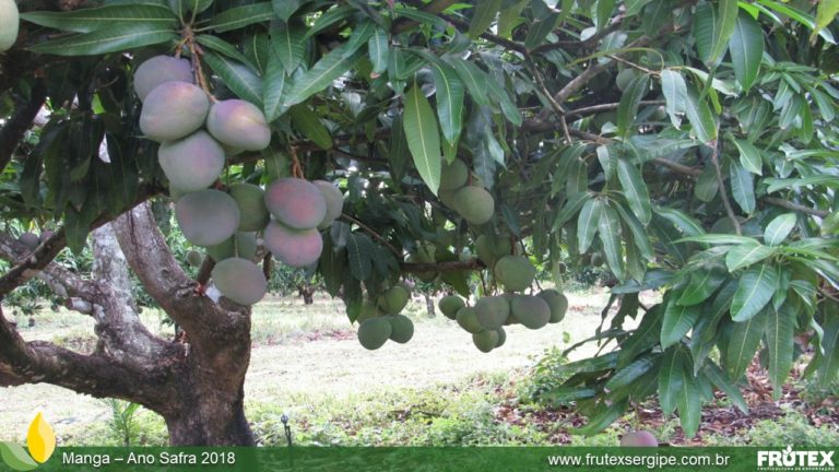 FRUTEXSERGIPE-MANGA ANO SAFRA 2018 (27)