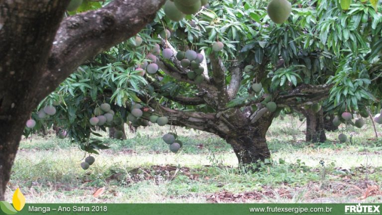 FRUTEXSERGIPE-MANGA ANO SAFRA 2018 (31)