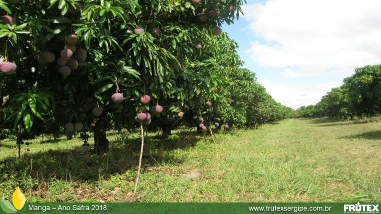 FRUTEXSERGIPE-MANGA ANO SAFRA 2018 (51)