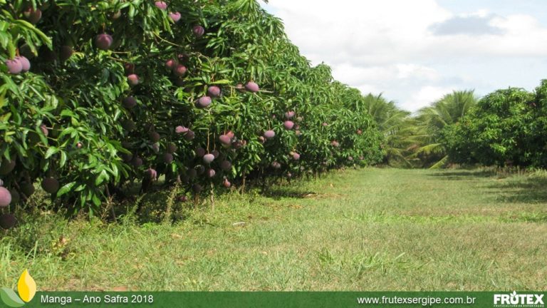 FRUTEXSERGIPE-MANGA ANO SAFRA 2018 (55)