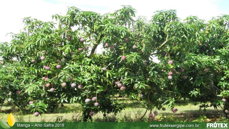 FRUTEXSERGIPE-MANGA ANO SAFRA 2018 (58)