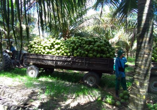 Frutex Sergipe Coco Verde (5)